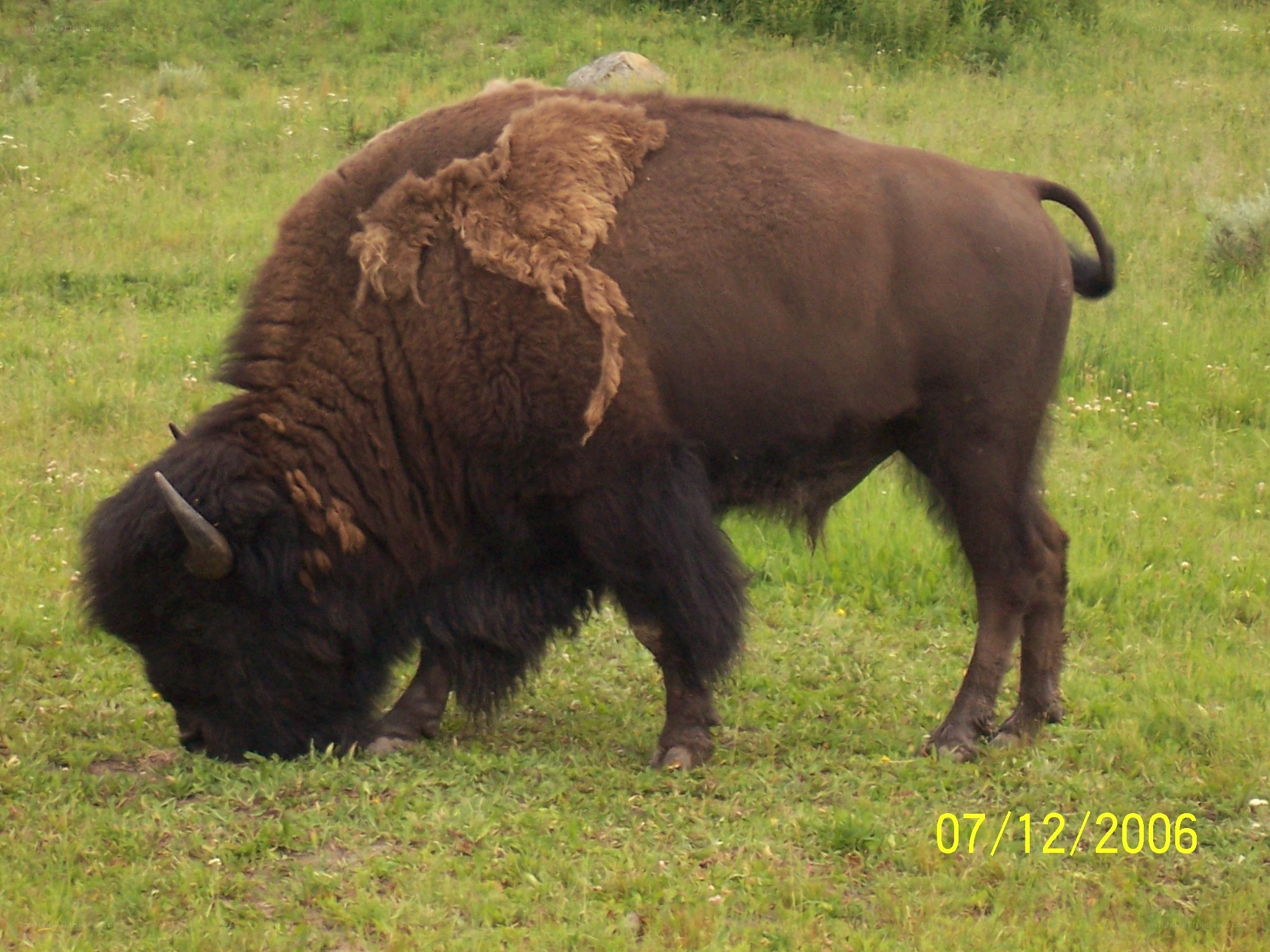 Bison grazing in a field