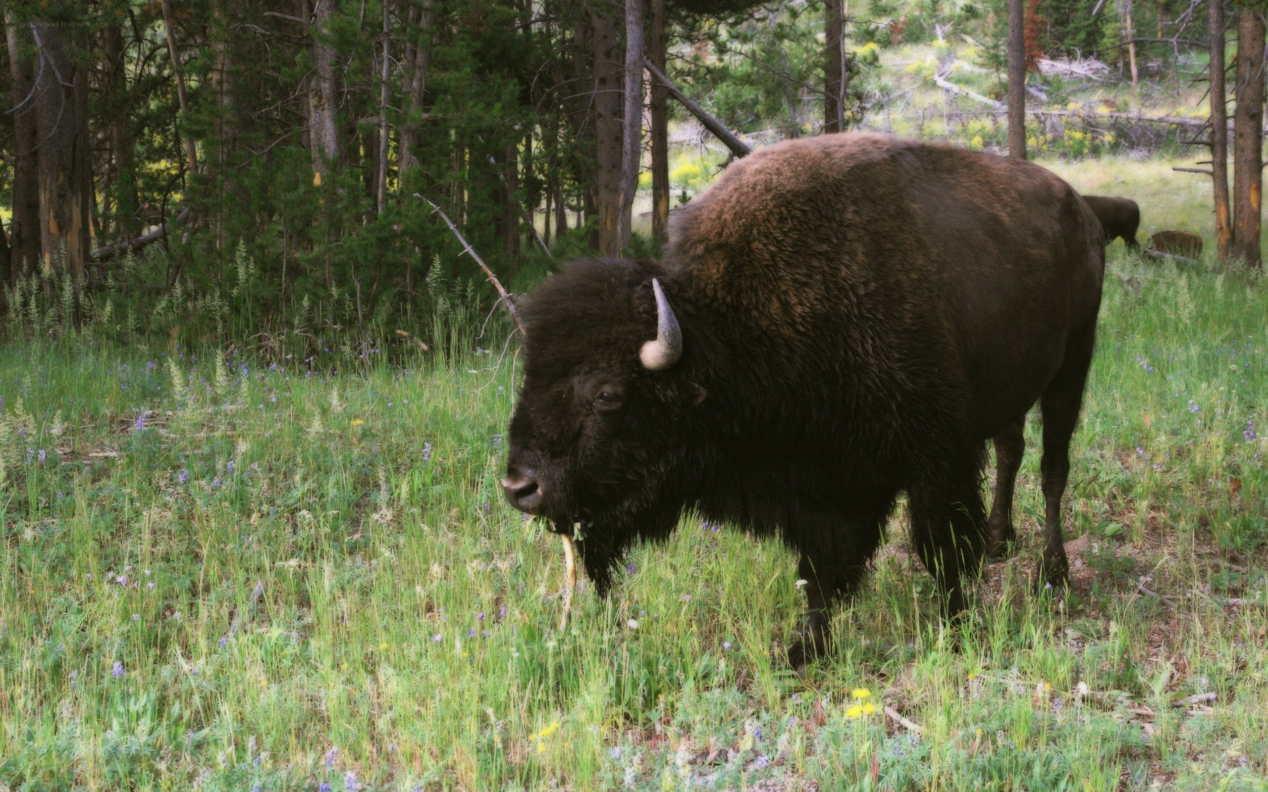 Bison grazing in a forest clearing