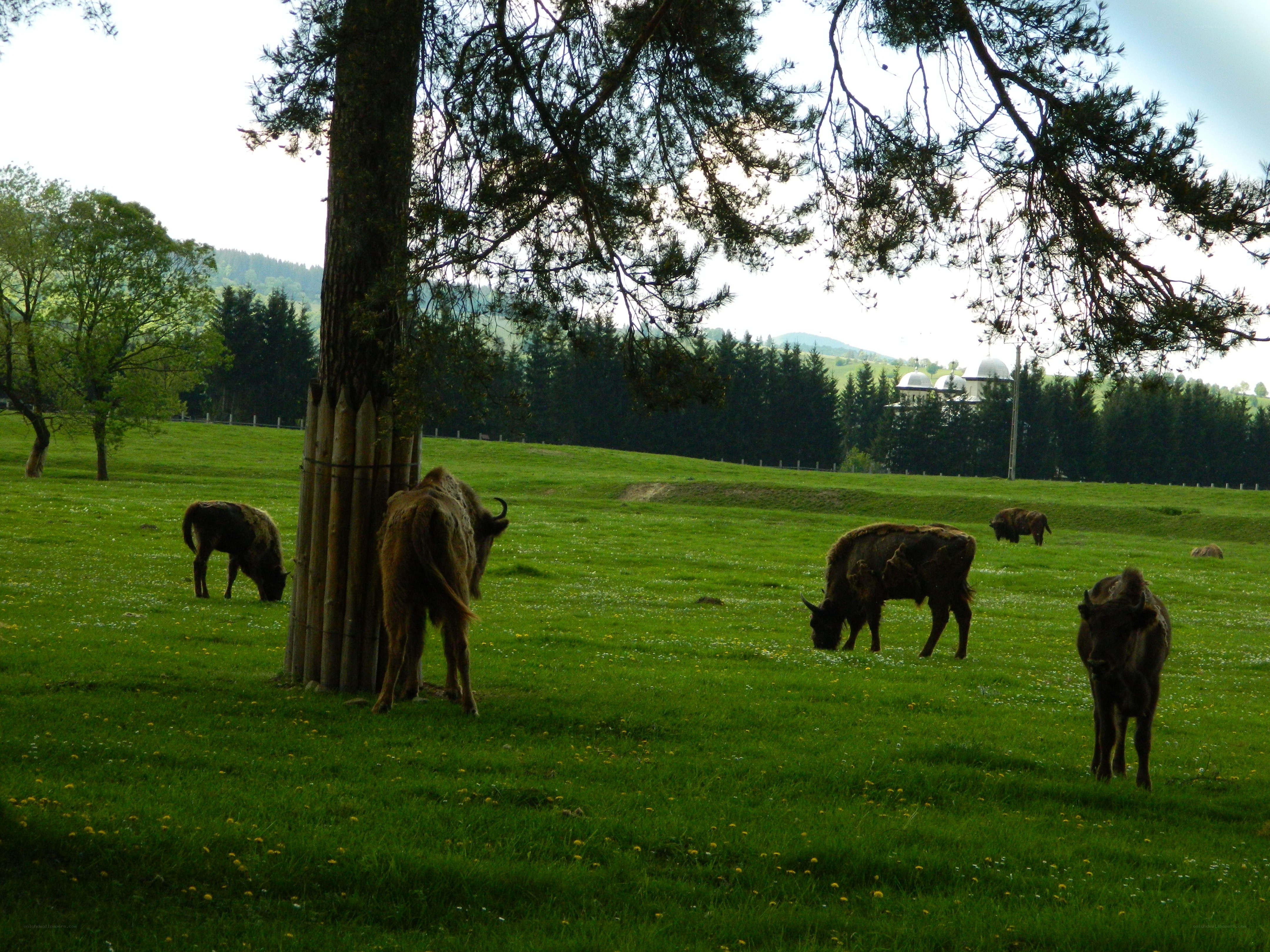 Bison grazing in a green field