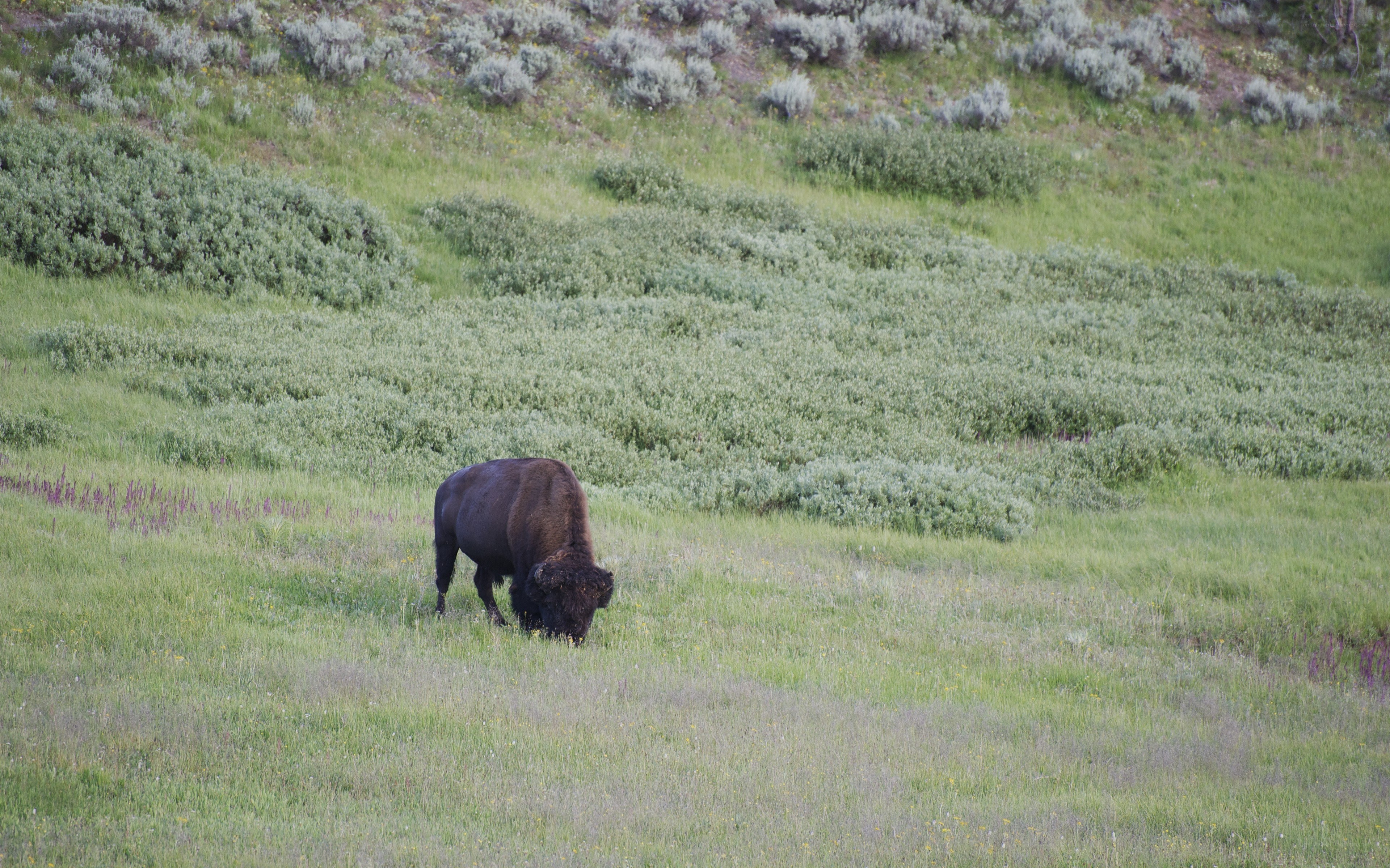 Bison grazing in a meadow