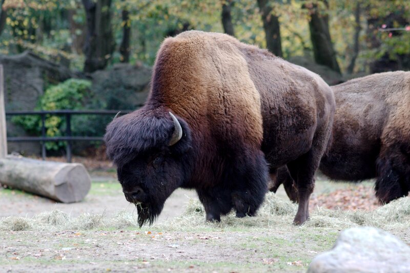 Bison Grazing in Enclosure
