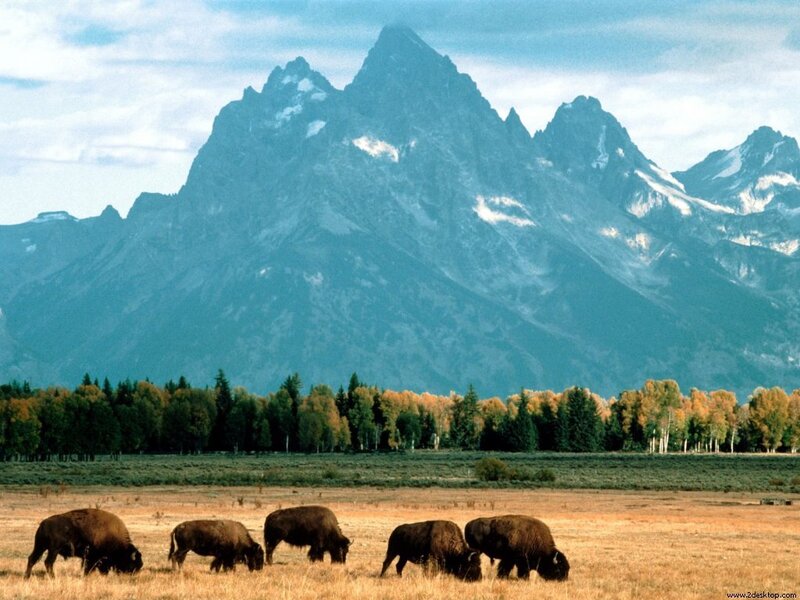 Bison Grazing in Field — Brown, Serene