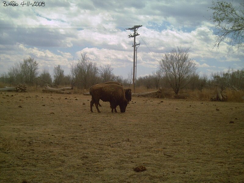 Bison Grazing in Field — Brown