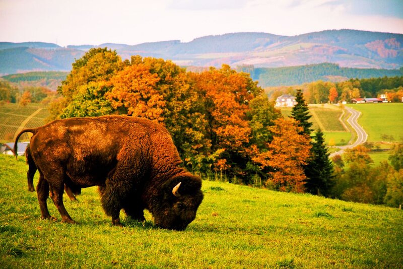 Bison Grazing in Field — Green