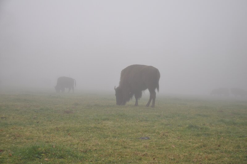 Bison grazing in fog