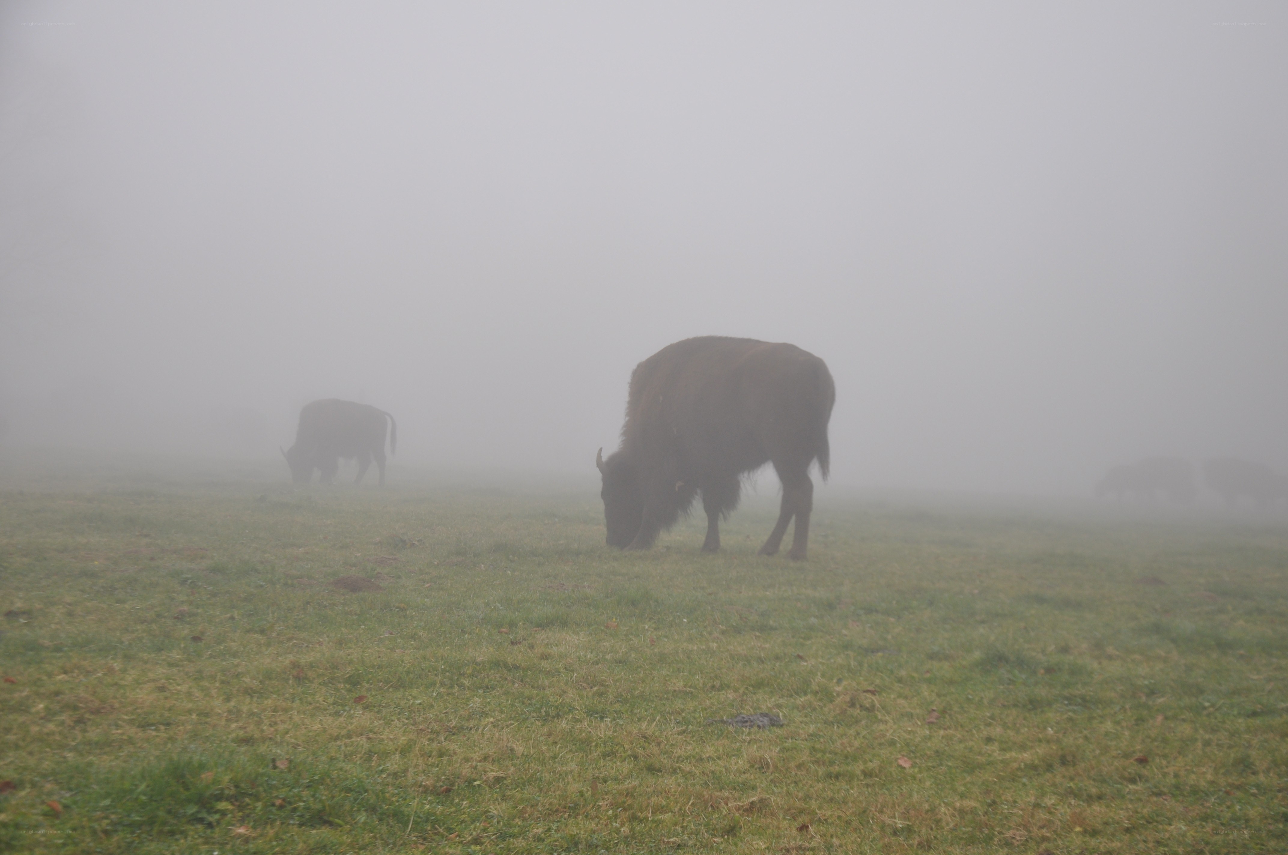 Bison grazing in fog