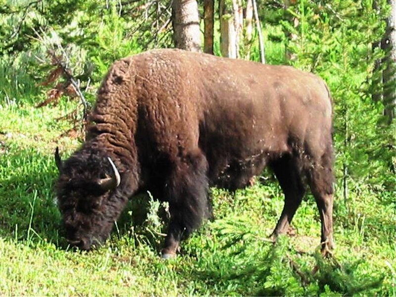 Bison Grazing in Forest