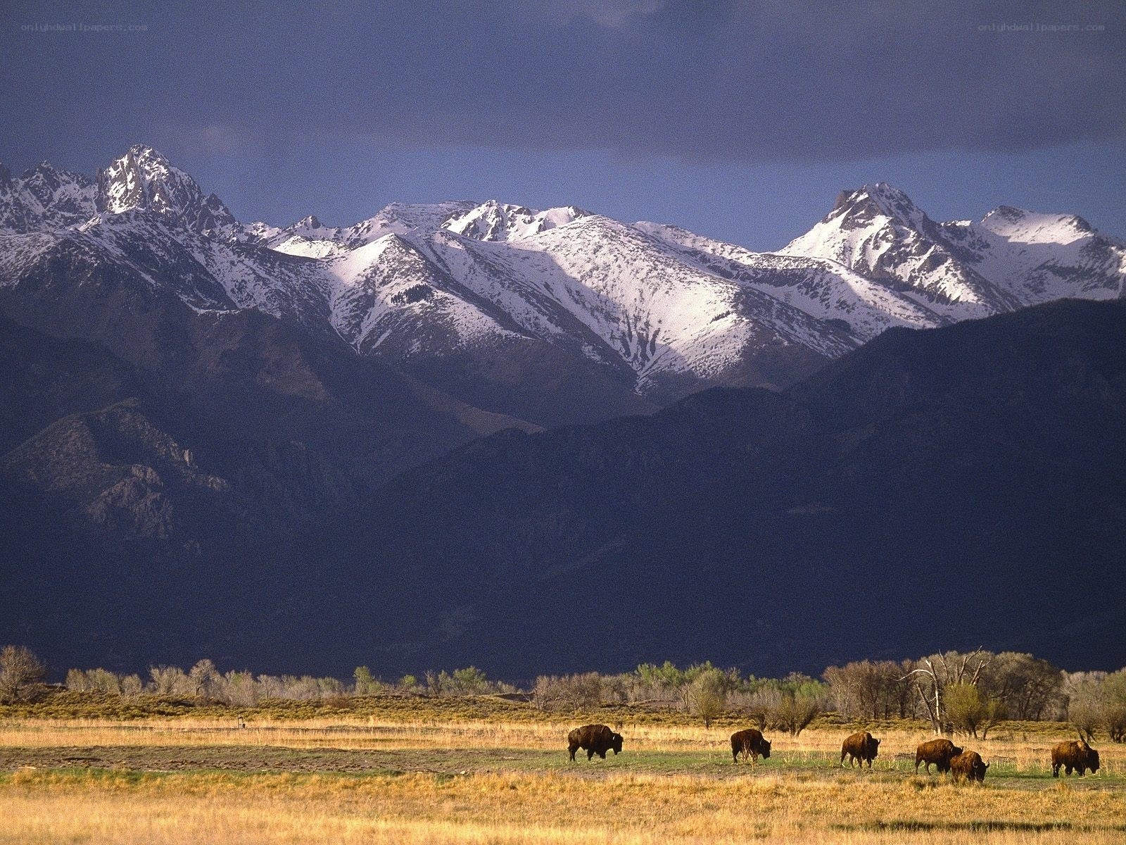 Bison grazing in mountain valley