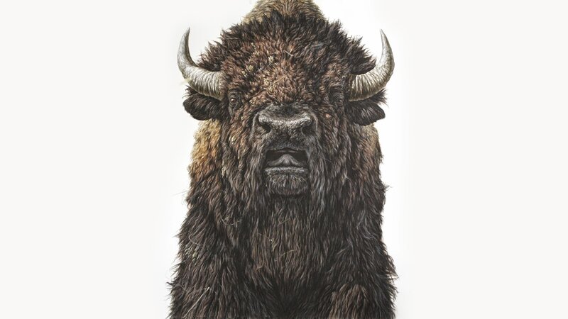 Bison Head Portrait
