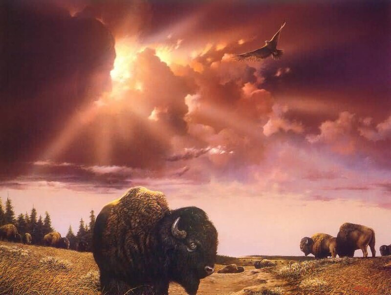 Bison herd at sunset