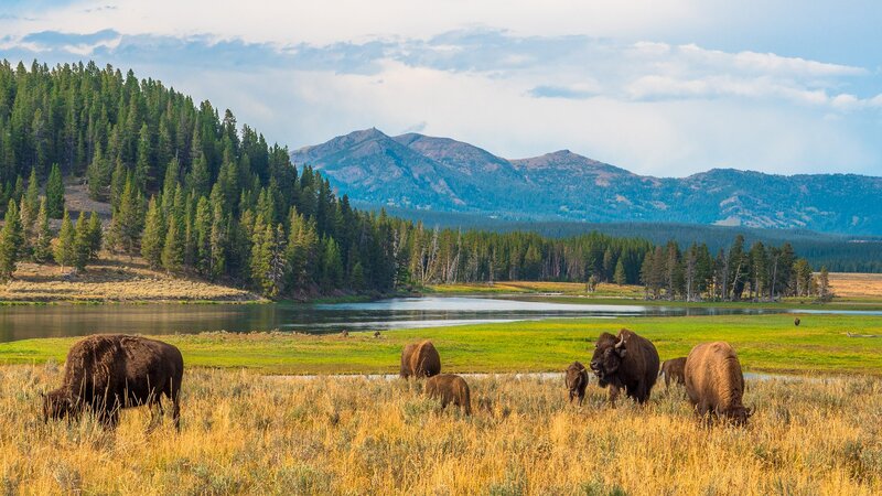 Bison Herd Grazing — Green