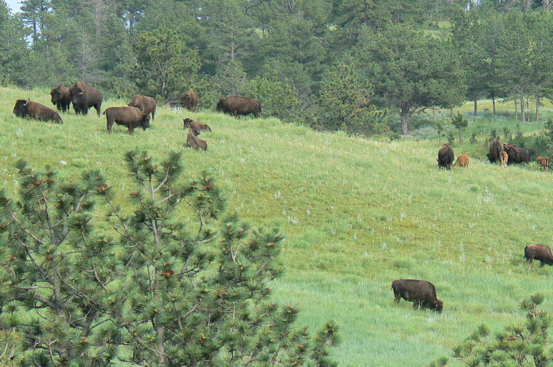 Bison Herd Grazing