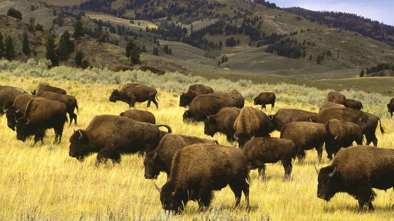 Bison herd in a grassy field