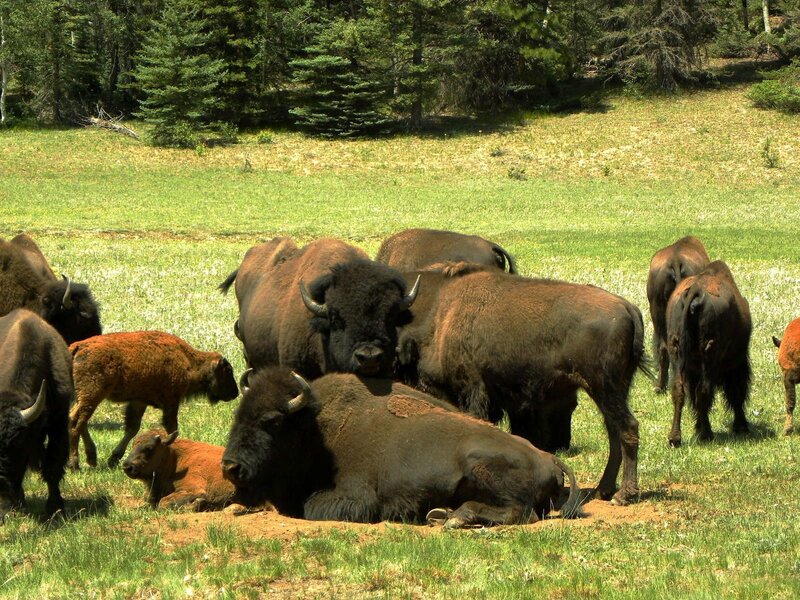 Bison herd in a grassy field