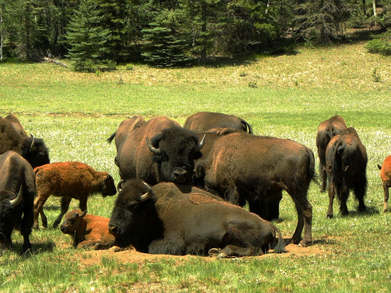 Bison herd in a grassy field