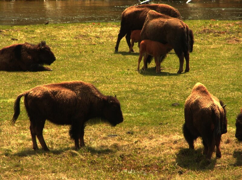 Bison herd in a grassy field