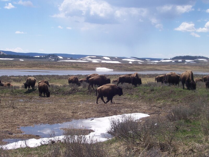 Bison herd in a spring landscape