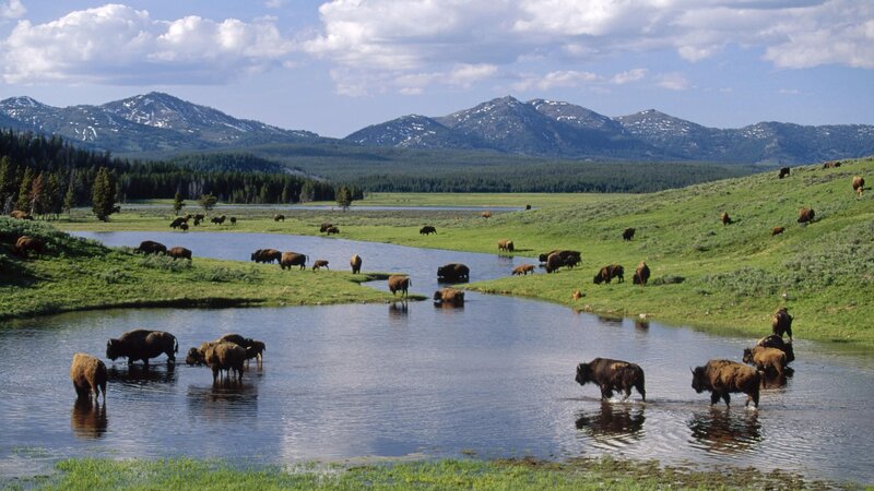 Bison herd in a valley