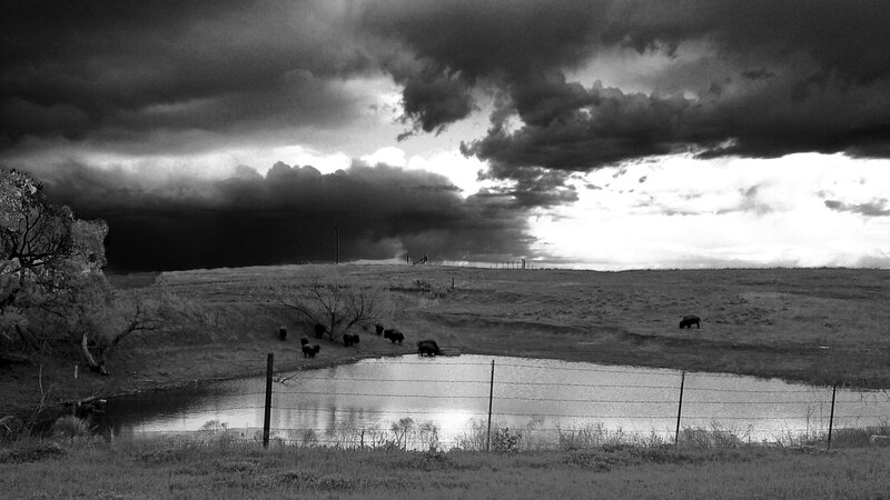 Bison Herd in Field — Black