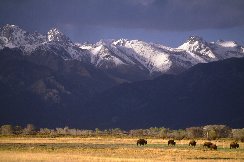 Bison Herd in Field — Blue
