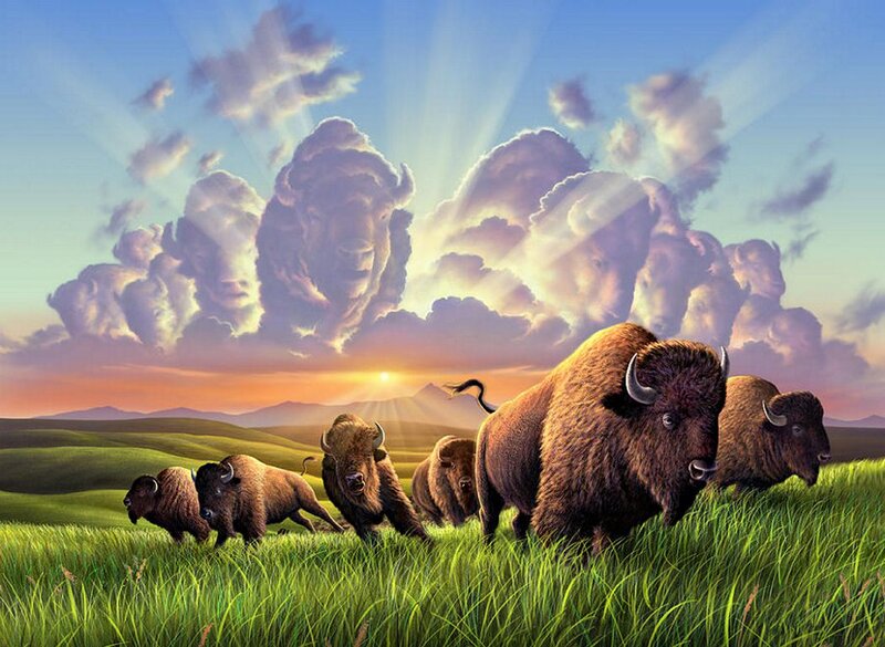 Bison Herd in Field — Green, Dramatic