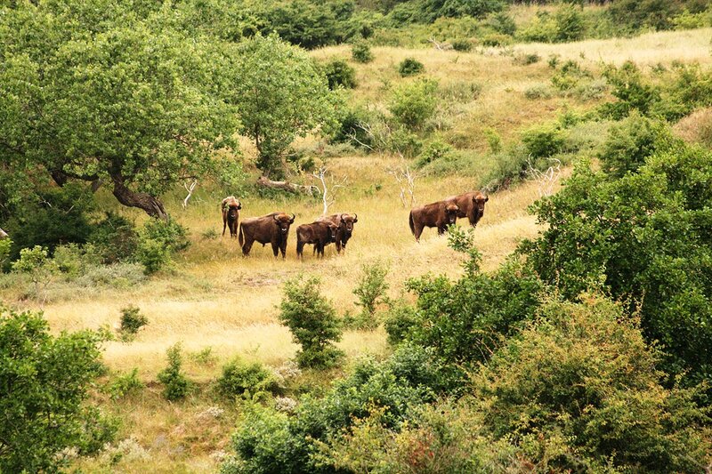 Bison Herd in Field — Green, Natural