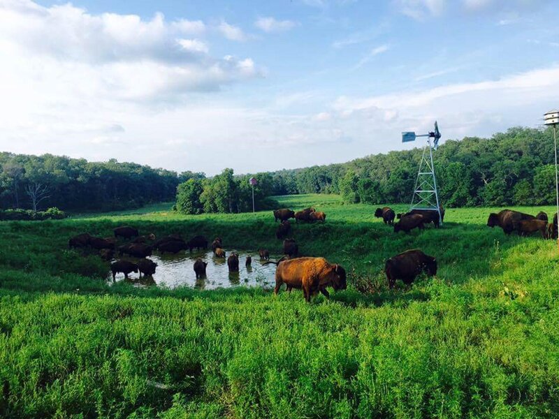 Bison Herd in Field — Green, Serene