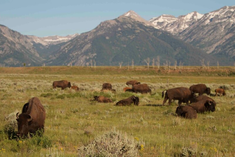 Bison Herd in Field — Green