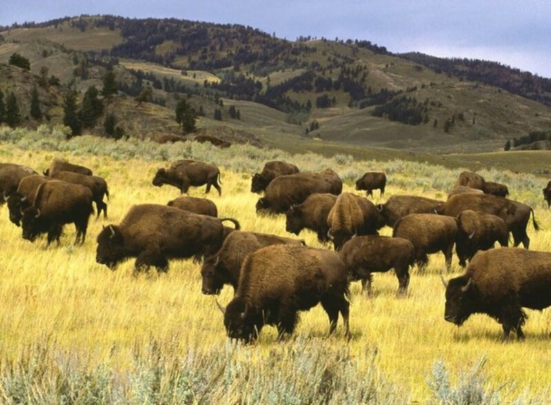 Bison Herd in Field — Yellow