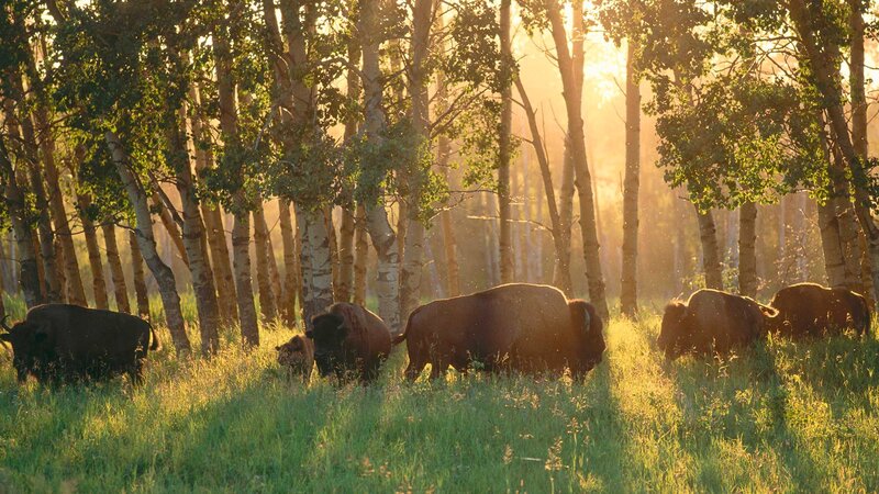 Bison Herd in Forest