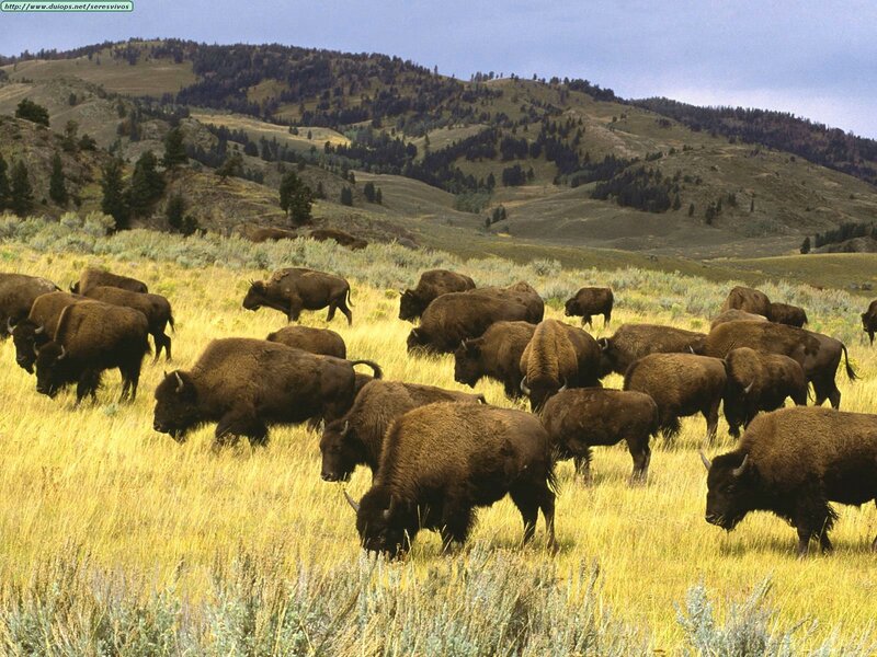Bison herd in grassland