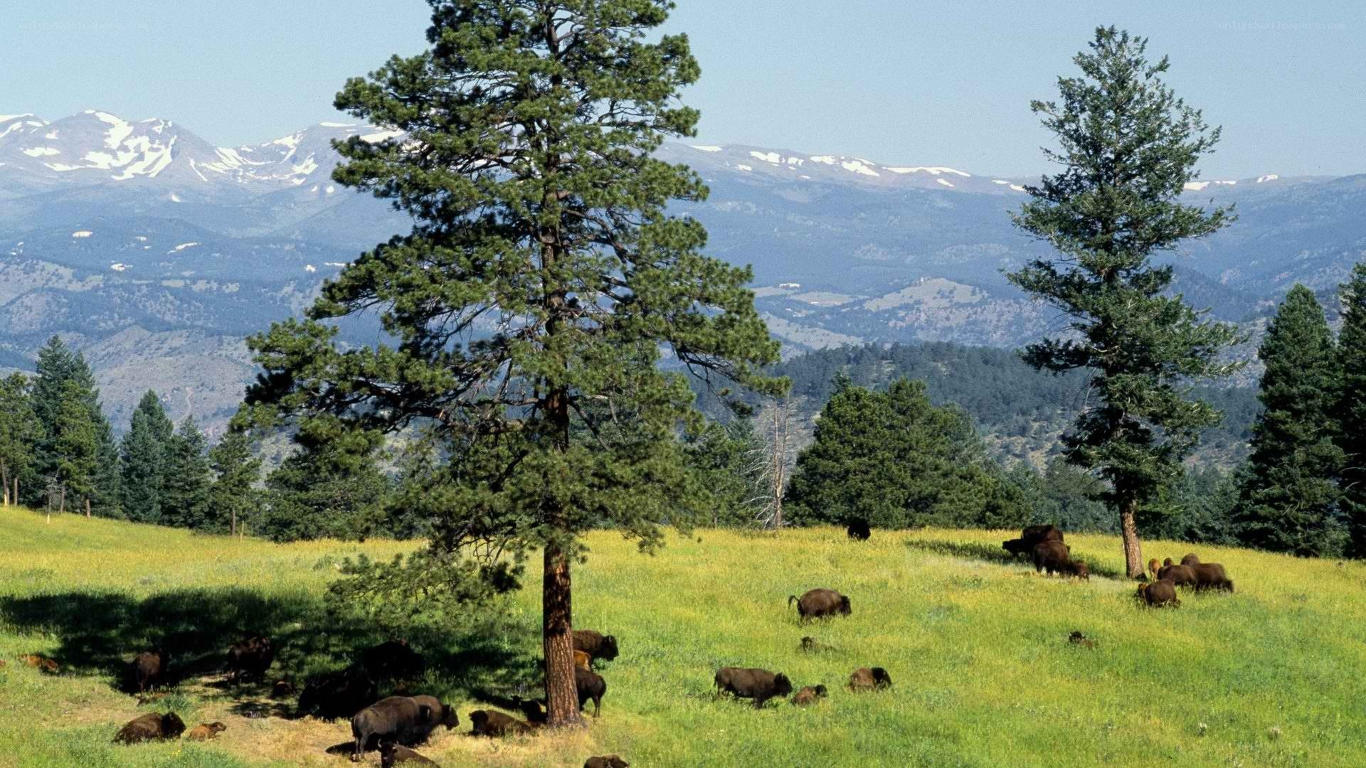 Bison herd in mountain meadow