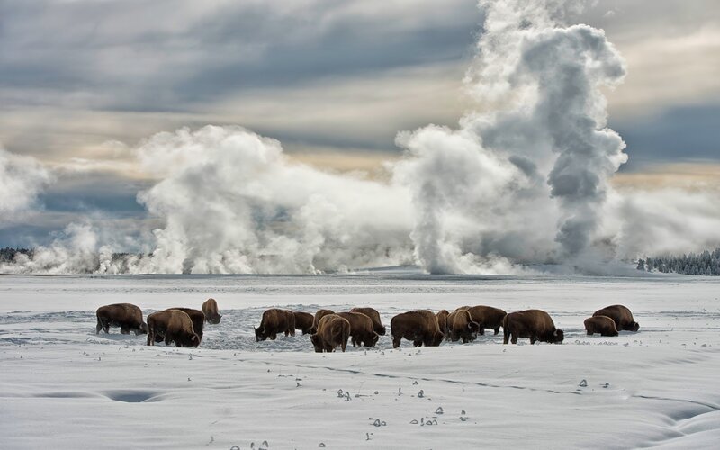 Bison Herd in Snow