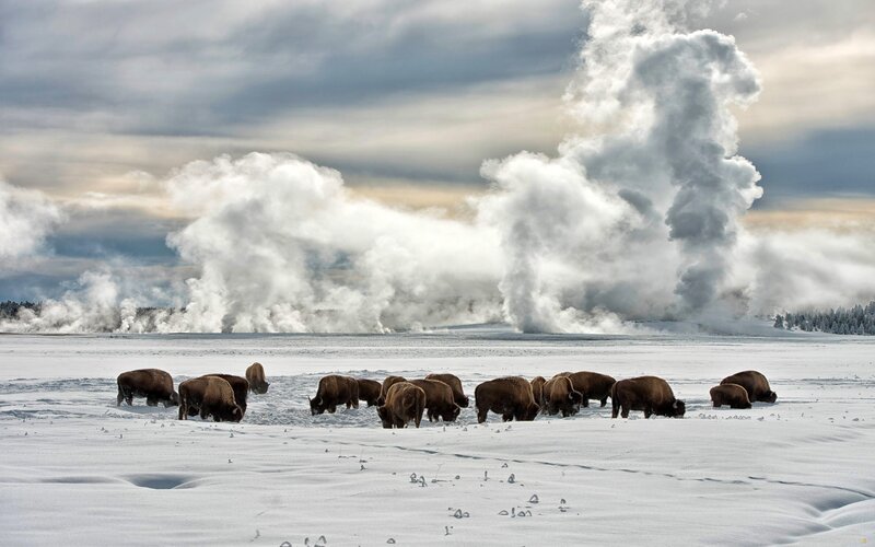 Bison Herd in Snow — White, Dramatic