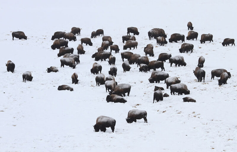 Bison Herd in Snow — White
