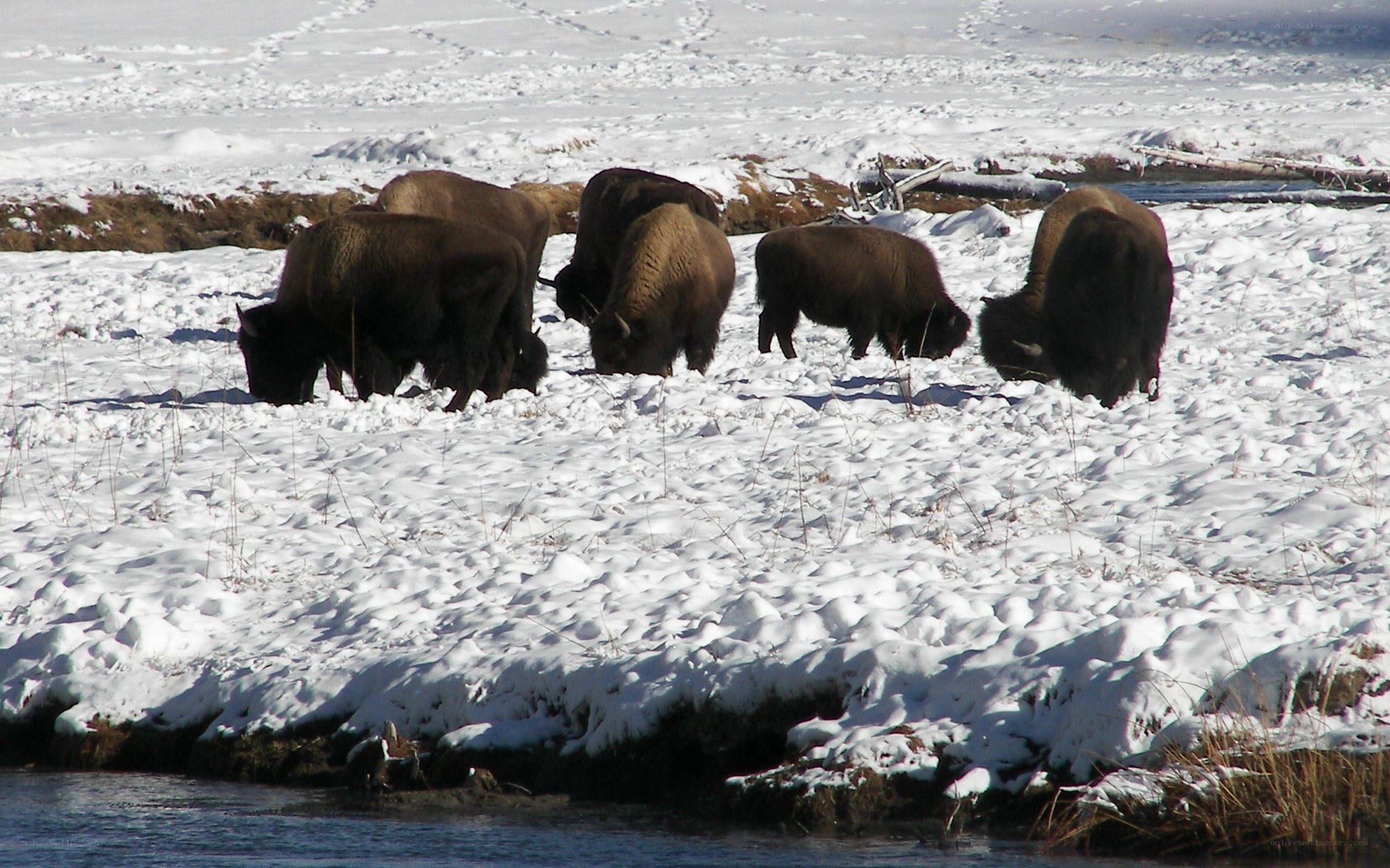 Bison herd in snowy field