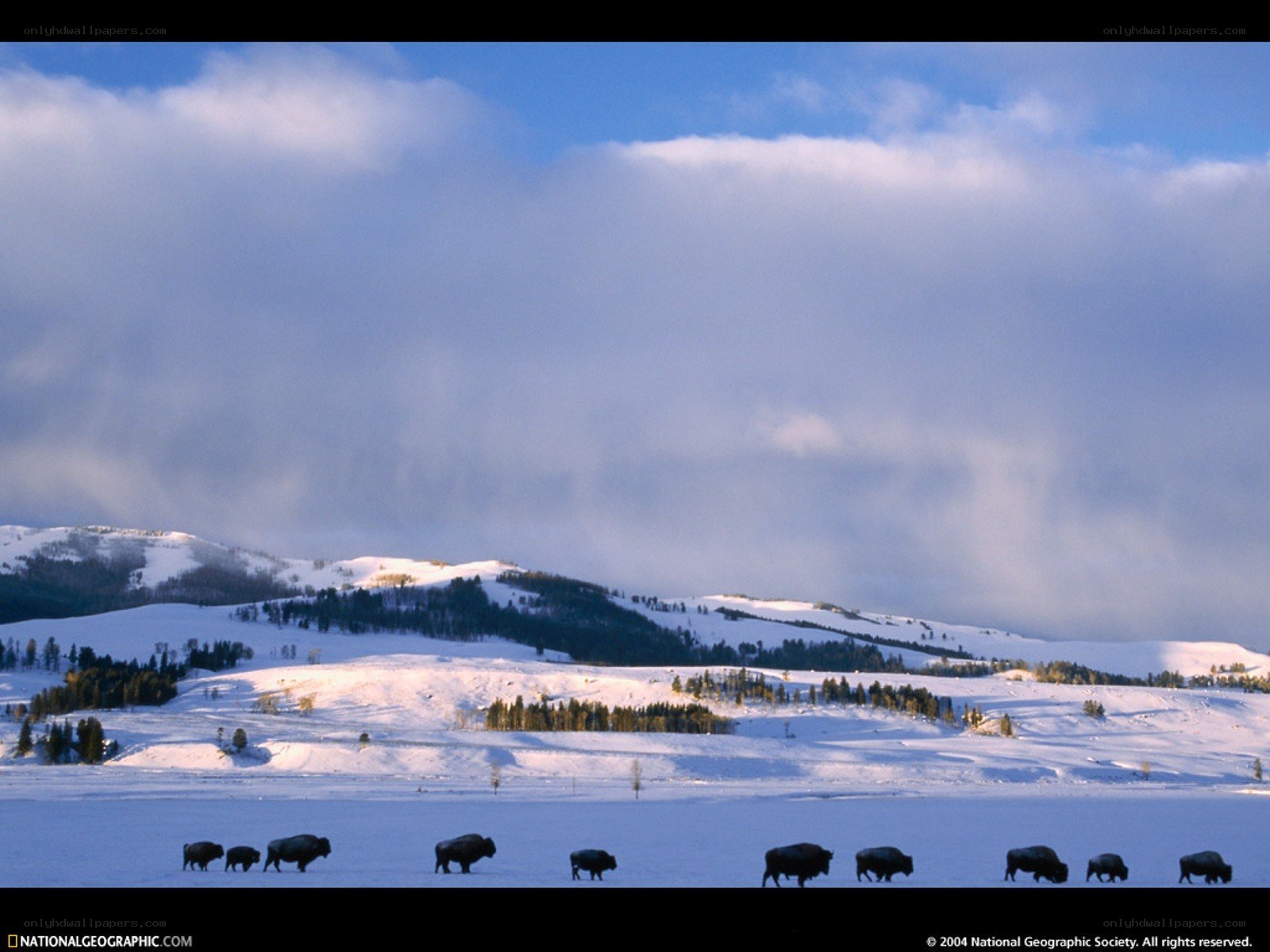 Bison herd in snowy landscape