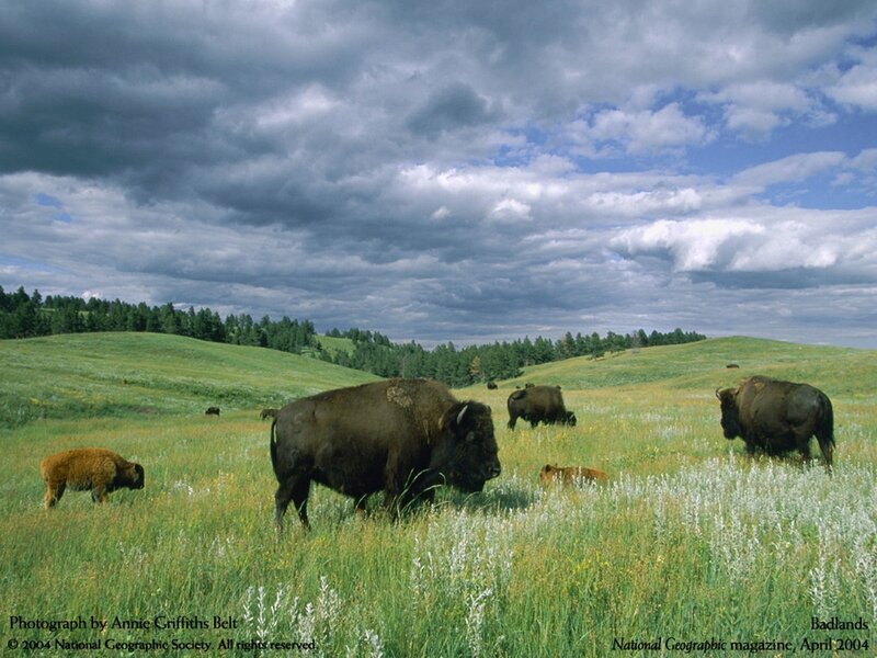 Bison herd in the Badlands