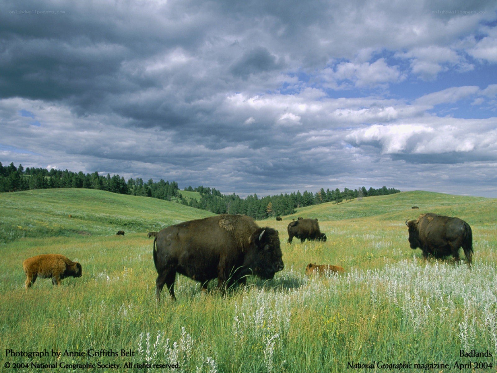Bison herd in the Badlands
