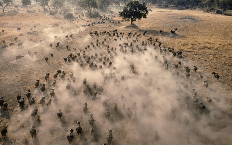 Bison herd migration