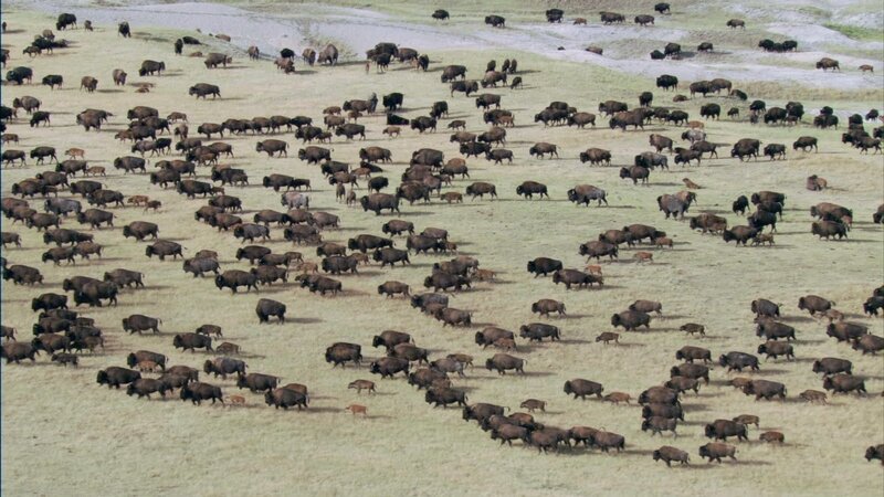 Bison Herd on Plain