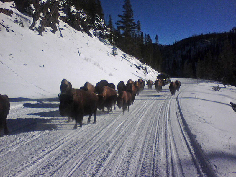 Bison Herd on Road