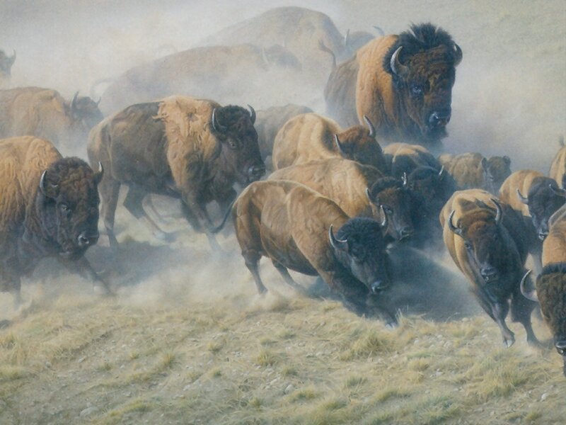 Bison herd running in dust