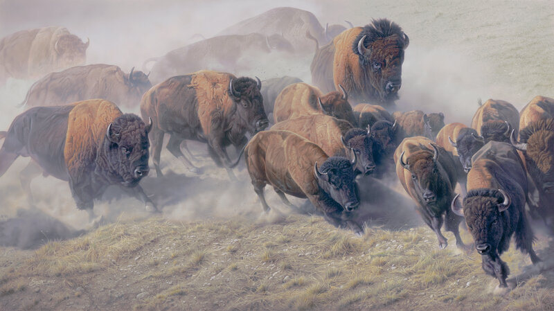 Bison herd running