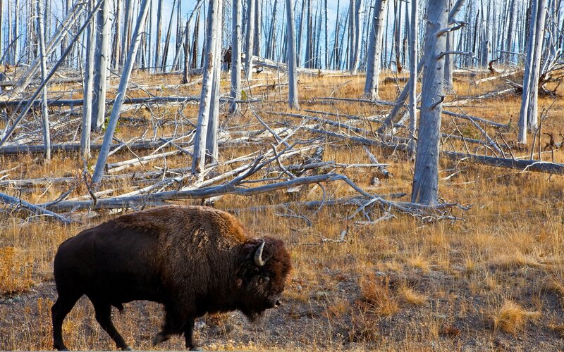 Bison in a burned forest