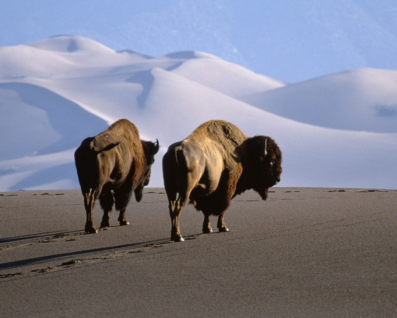 Bison in a desert landscape
