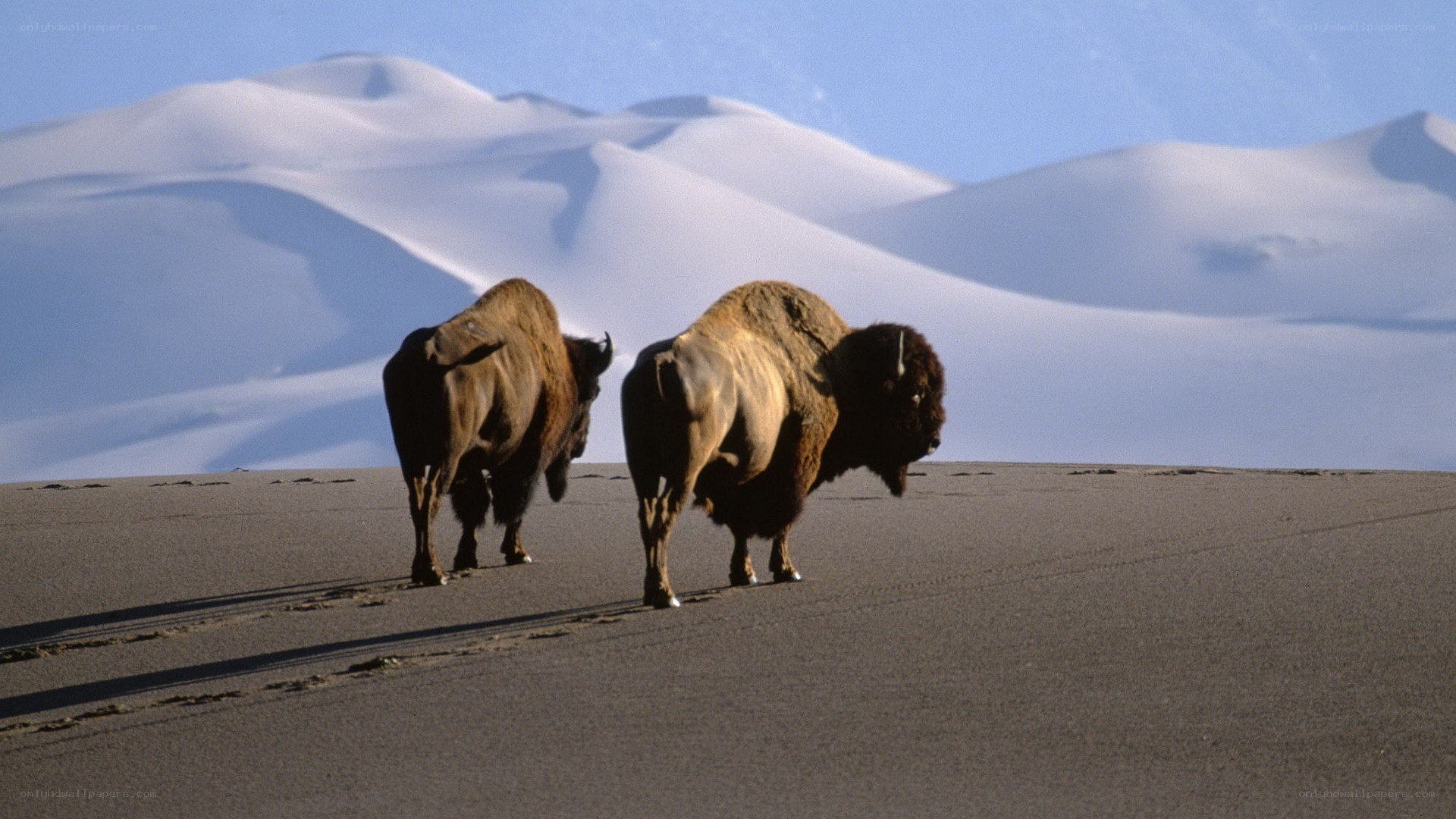 Bison in a desert landscape