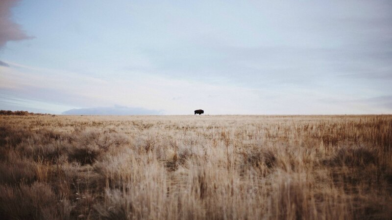 Bison in a Field — Brown