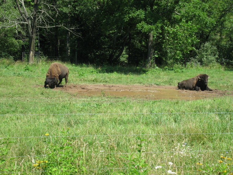 Bison in a Field — Green, Calm