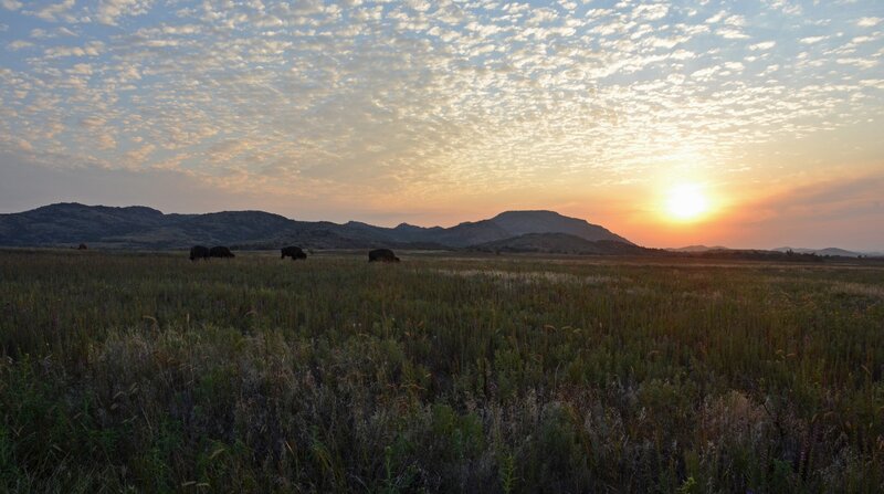 Bison in a Field — Green, Serene